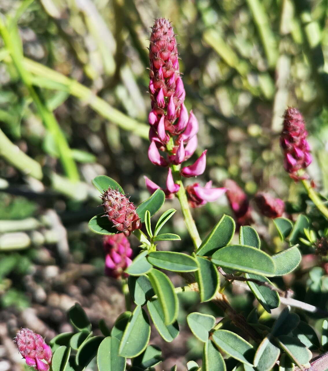 Image de Indigofera amoena Aiton