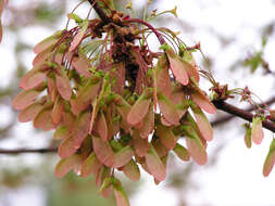 Image of Red Maple