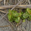 Image of Epilobium billardierianum subsp. billardierianum