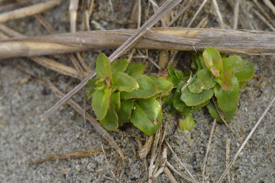 Image of Epilobium billardierianum subsp. billardierianum