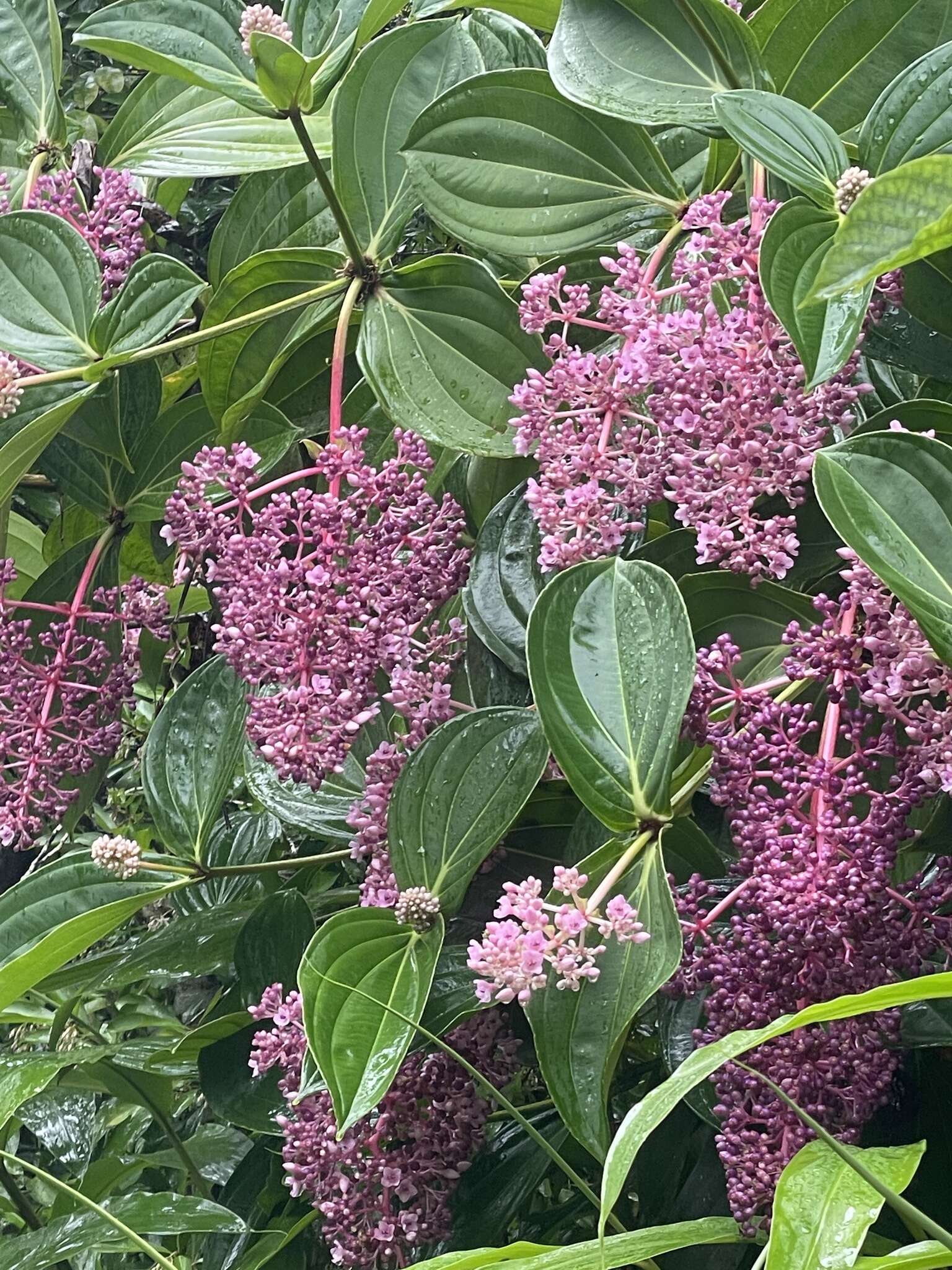 Imagem de Medinilla cumingii Naud.