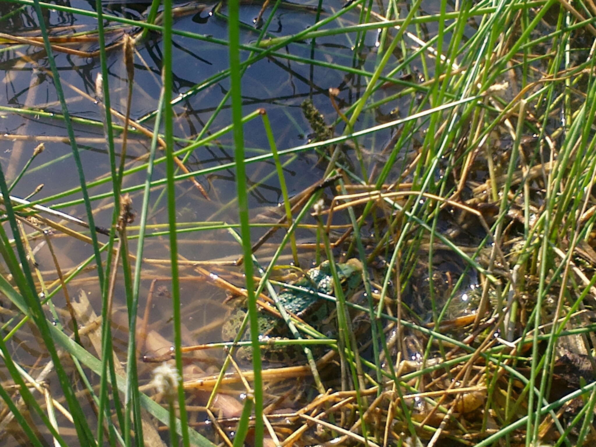 Image of Eurasian Marsh Frog