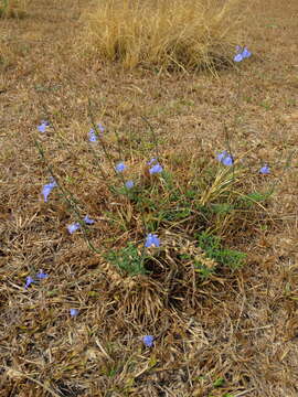 Imagem de Salvia reptans Jacq.