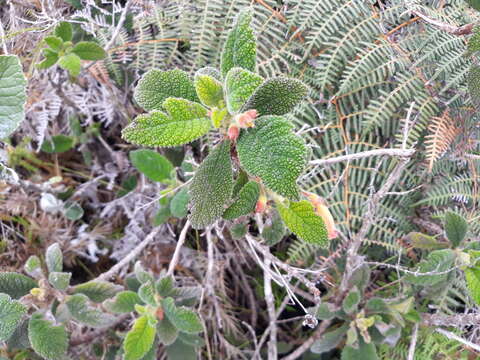 Imagem de Gesneria bullata Urb. & Ekman