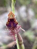 Imagem de Calochilus gracillimus Rupp