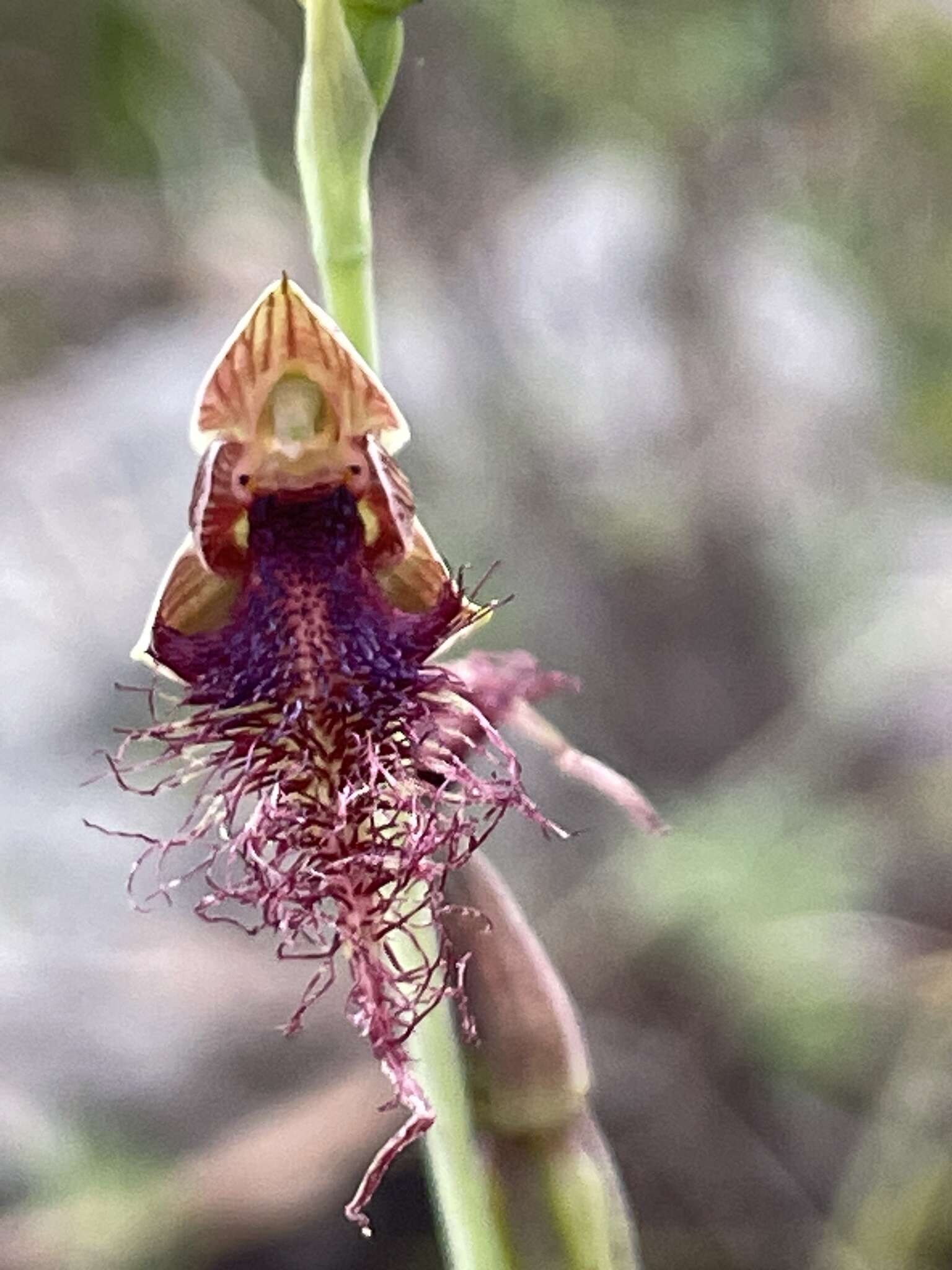 Calochilus gracillimus Rupp的圖片