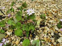 Image of Rue-Anemone