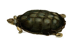 Image of Serrated hinged terrapin