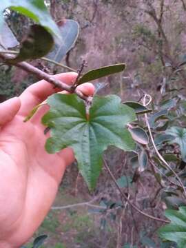 Image of Dioscorea bryoniifolia Poepp.