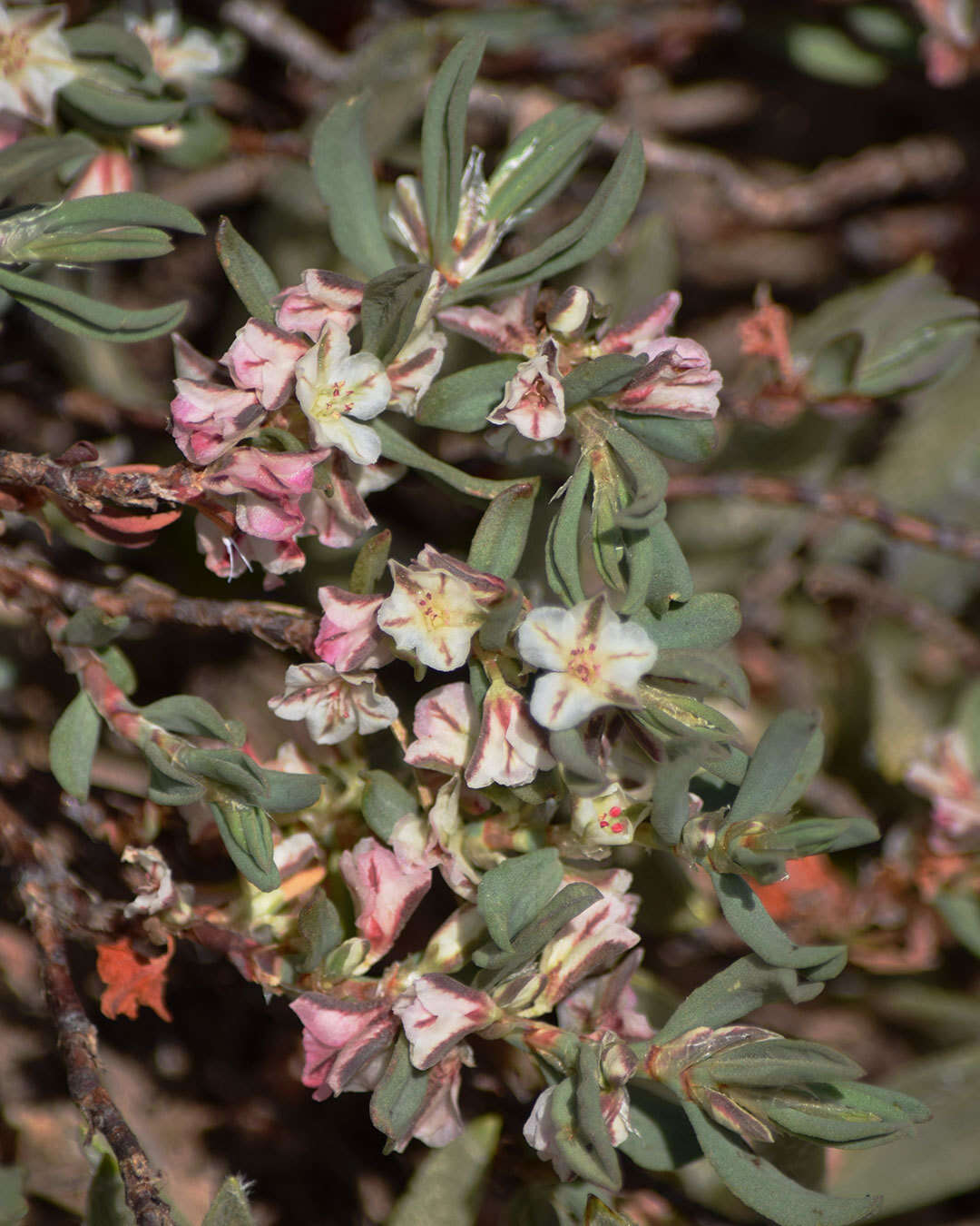 Plancia ëd Polygonum shastense Brewer ex A. Gray