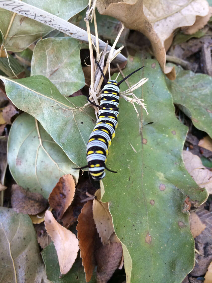 صورة Danaus (Anosia) gilippus Cramer 1775