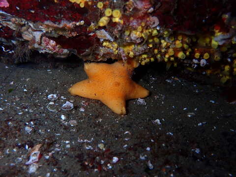 Image of Tesselated slime star