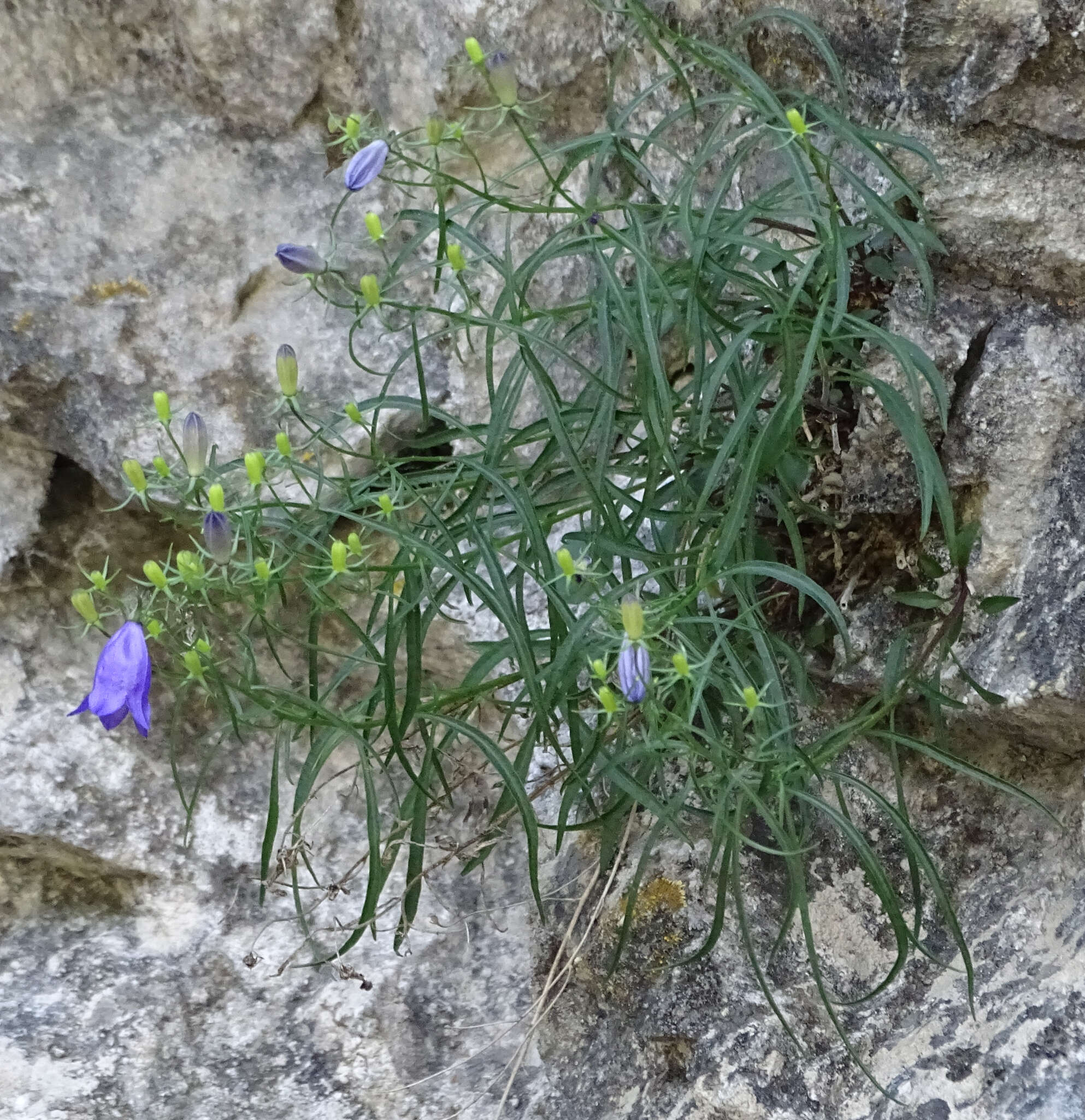 Image de Campanula praesignis Beck