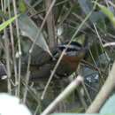 Image of Bertoni's Antbird