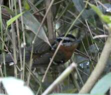 Image of Bertoni's Antbird