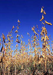 Image of soybean