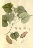 Image of Hildegardia populifolia (Roxb.) Schott & Endl.