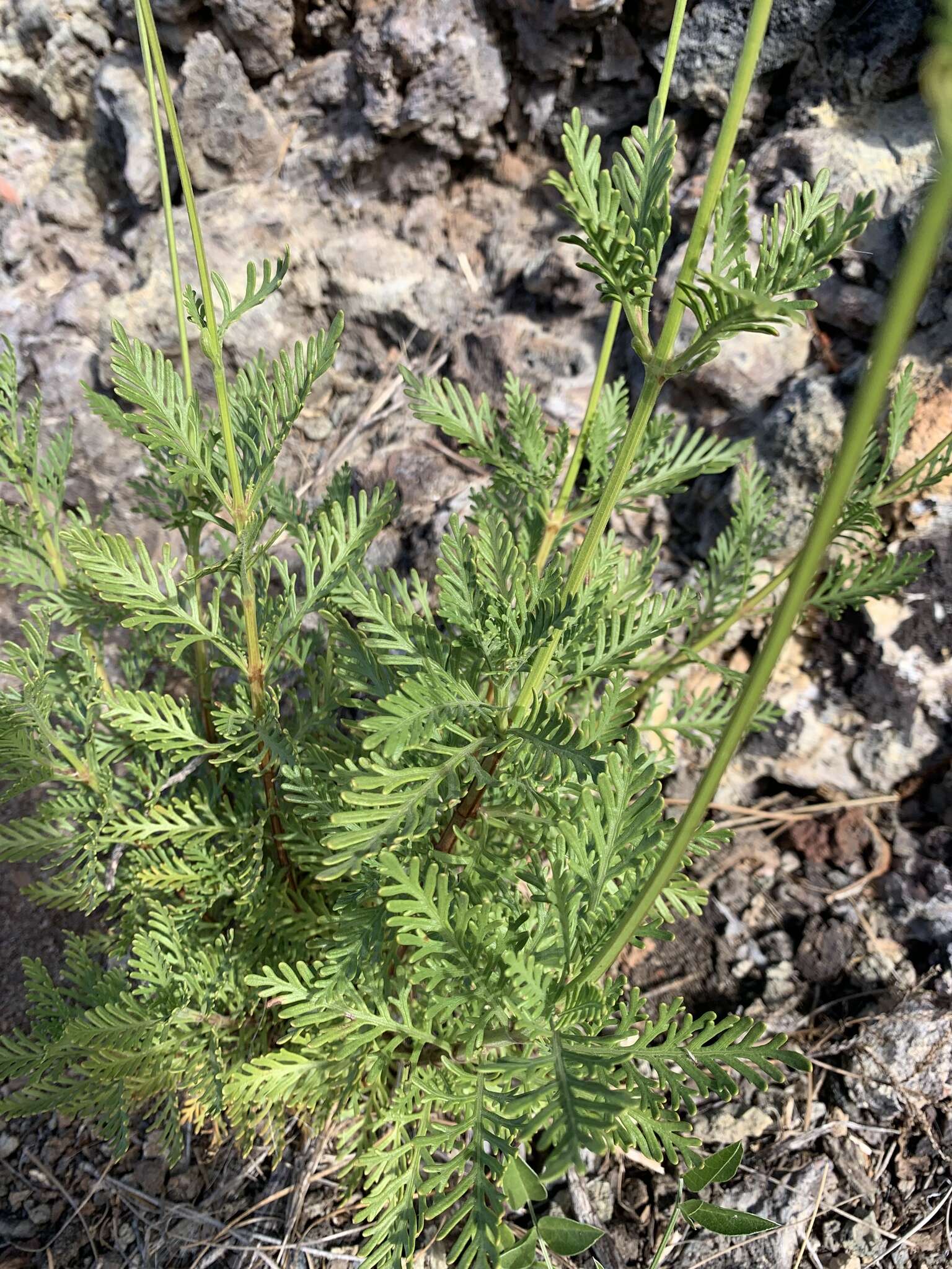 Image of Lavandula canariensis subsp. palmensis Upson & S. Andrews