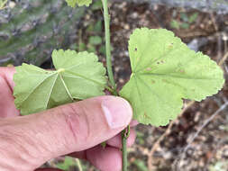 Sivun Hibiscus ribifolius A. Gray kuva