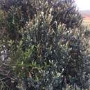 Image of Buddleja coriacea Remy