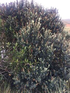 Image of Buddleja coriacea Remy