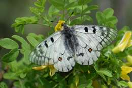 Parnassius ariadne (Lederer 1853) resmi