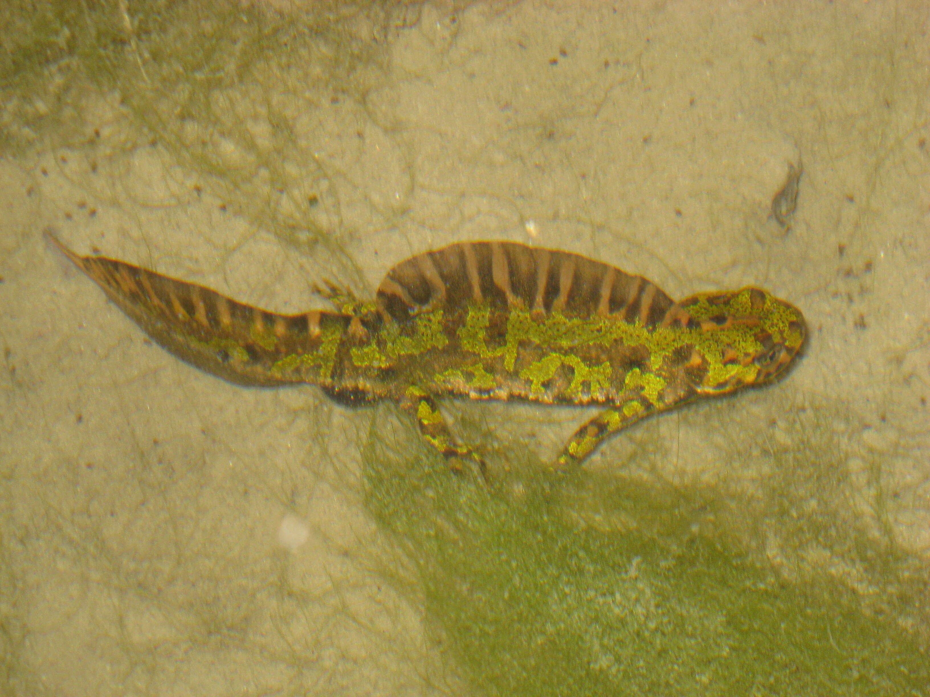 Triturus marmoratus (Latreille 1800) resmi