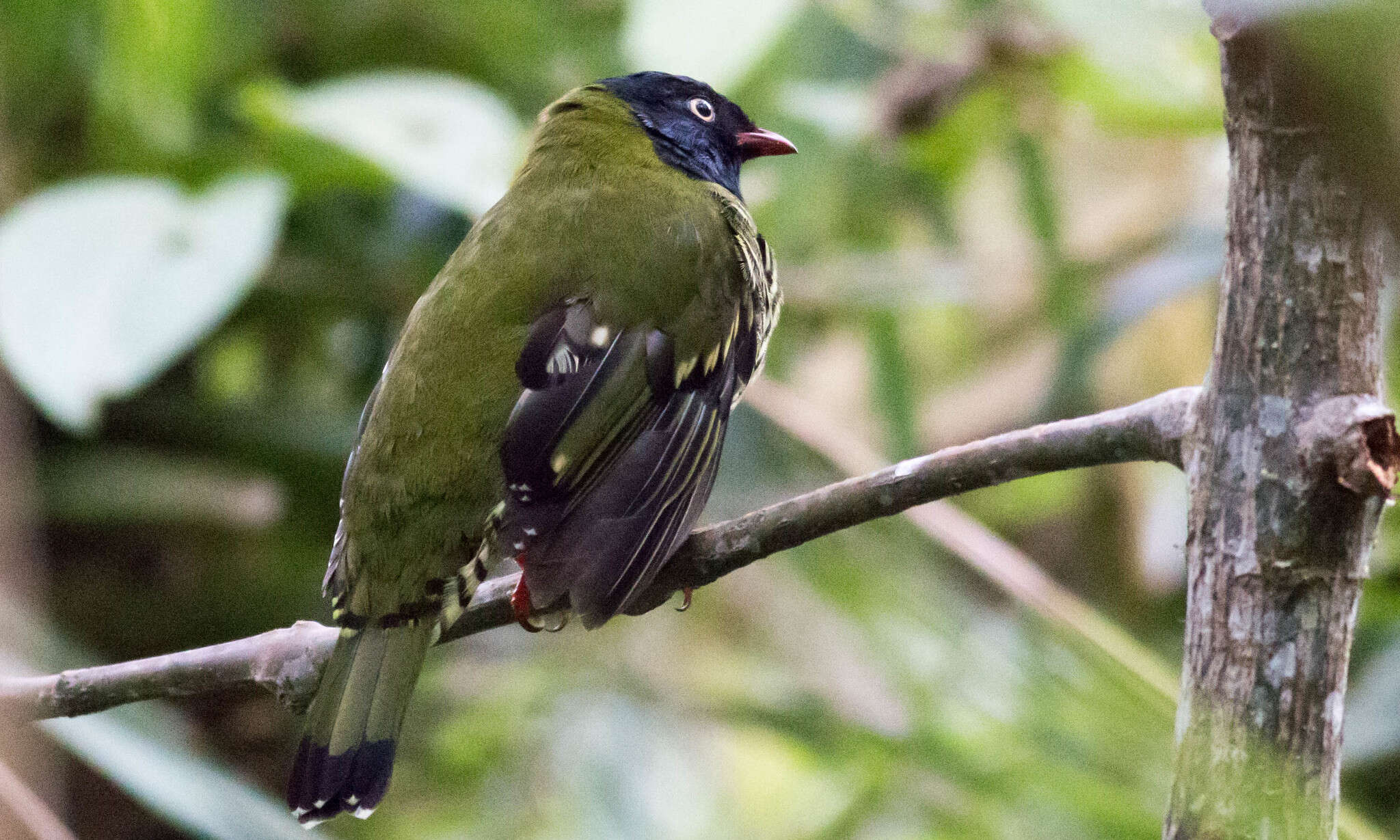 Image de Cotinga barré