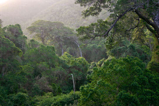 Image of Afrocarpus falcatus