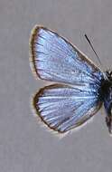 صورة Polyommatus eros (Ochsenheimer 1807)