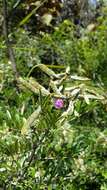 Image of Mundulea barclayi (Hook.) Du Puy