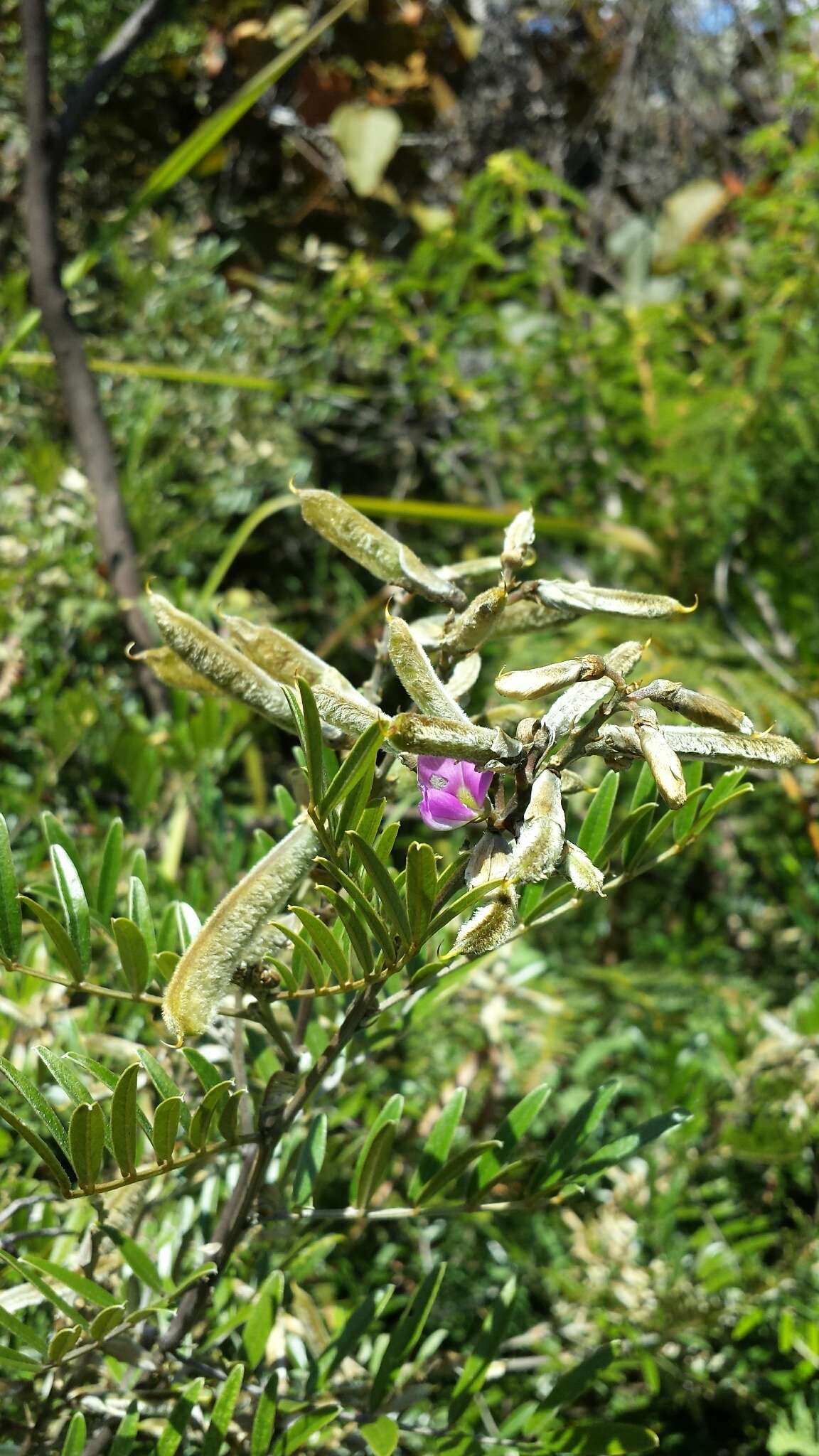 Image of Mundulea barclayi (Hook.) Du Puy