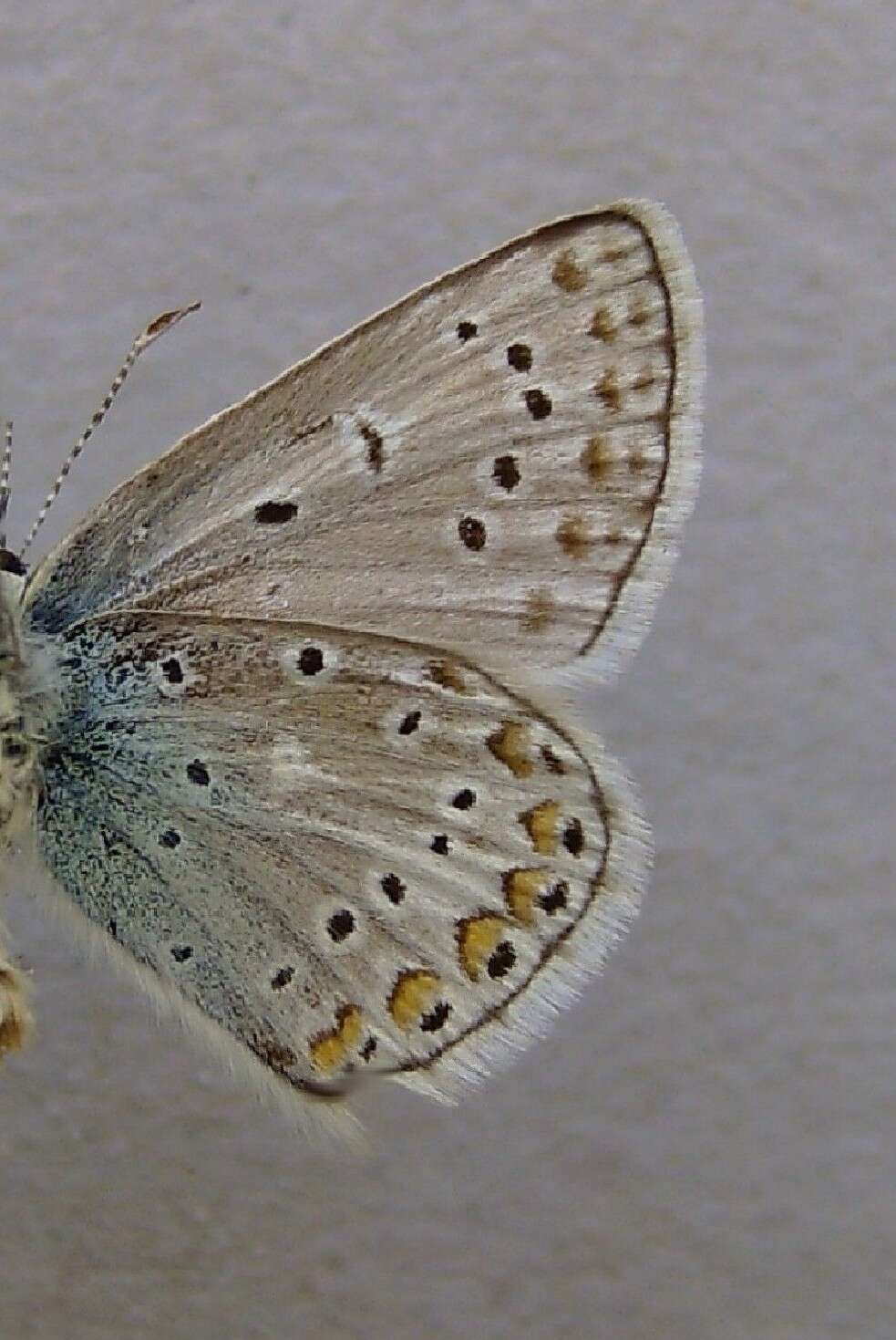 صورة Polyommatus eros (Ochsenheimer 1807)