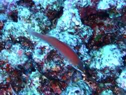 Image of Disappearing wrasse