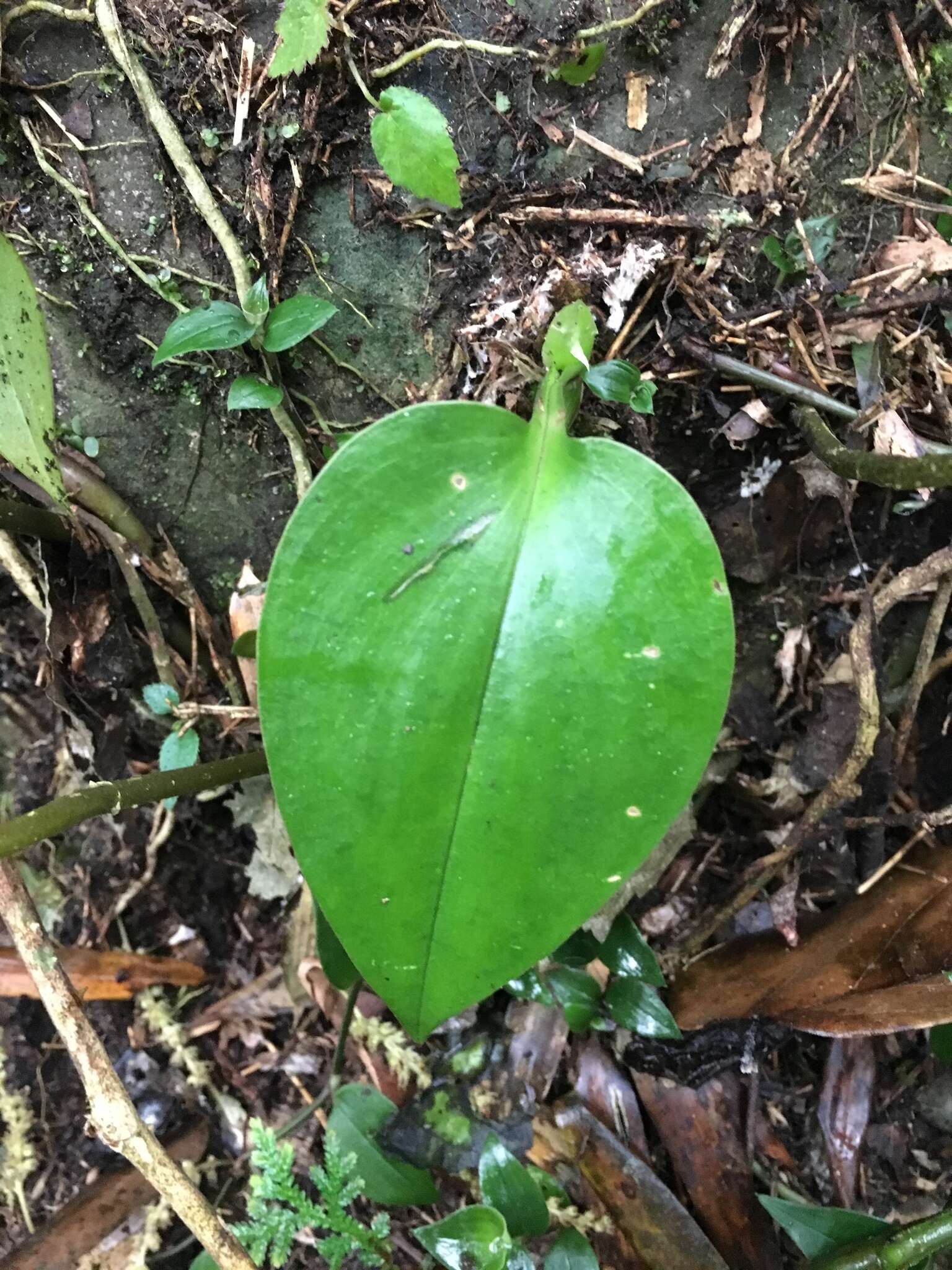 Imagem de Liparis cordifolia Hook. fil.