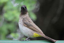 Image de Bulbul tricolore