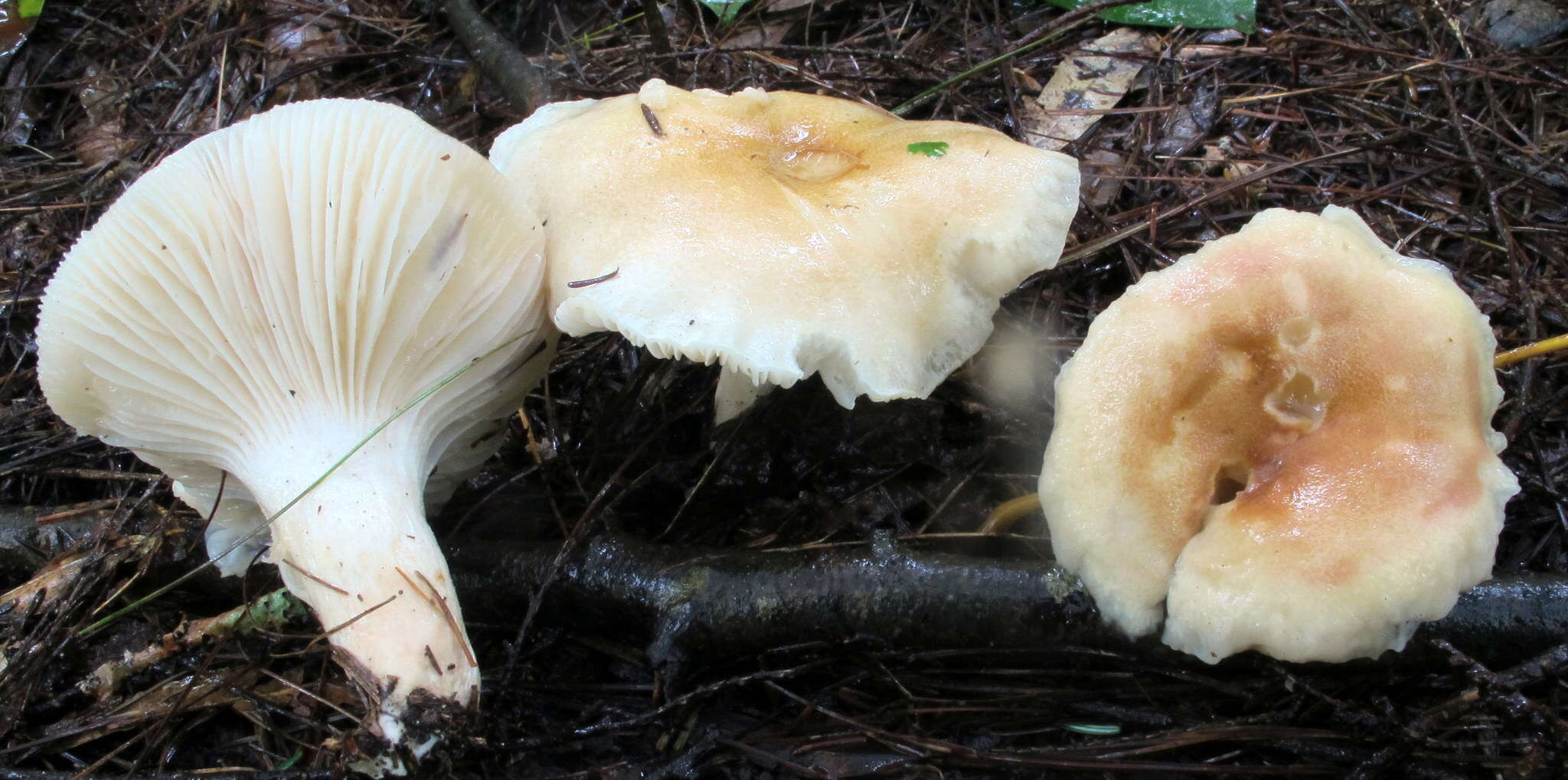 Image of Hygrophorus tennesseensis A. H. Sm. & Hesler 1939