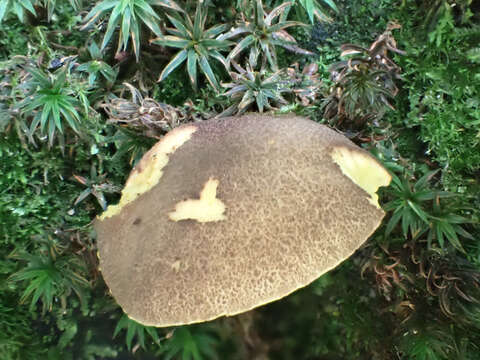 Image of Phylloporus bellus (Massee) Corner 1971