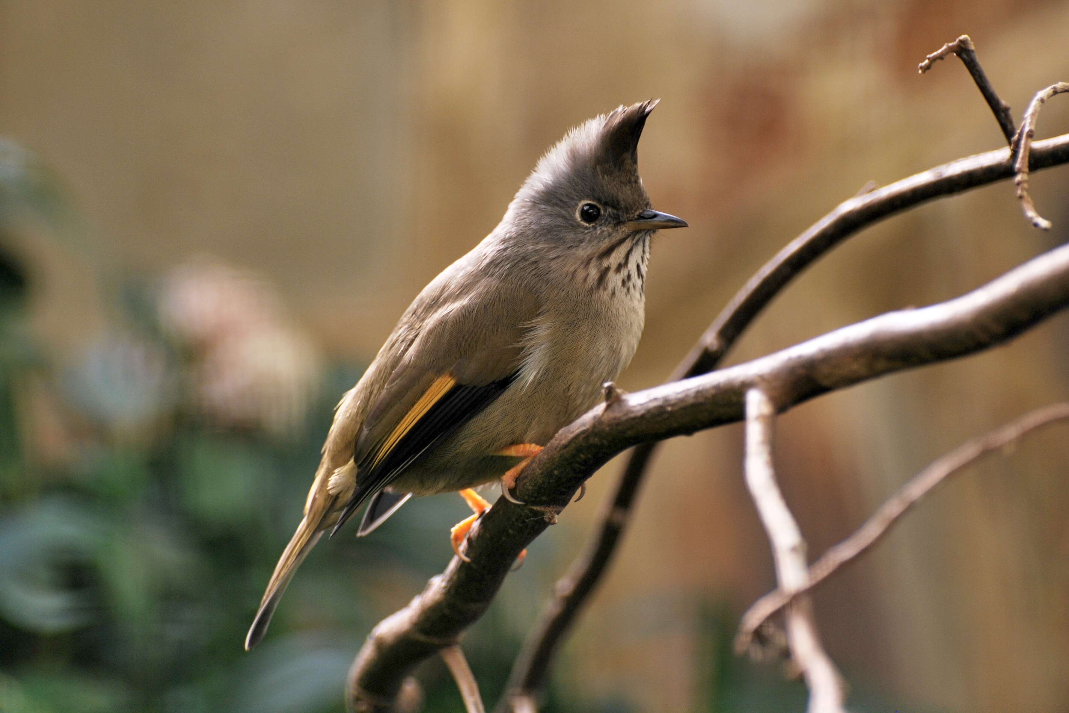 Image of Yuhina Hodgson 1836