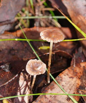 Image of Mycena mijoi Grgur. 2003