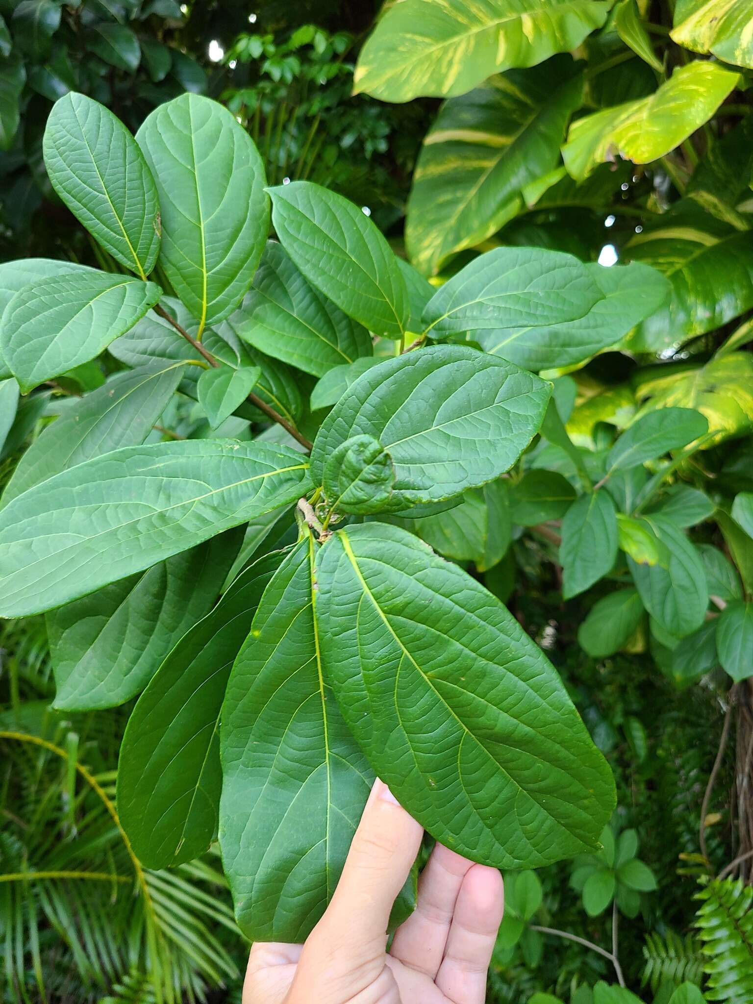 Image de Cordia collococca L.