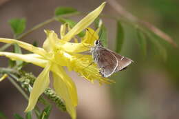 Image of Atrytonopsis deva Edwards 1876