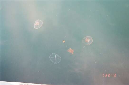 Image of Brown-banded moon jelly