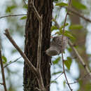 Sivun Daphoenositta chrysoptera leucocephala (Gould 1838) kuva