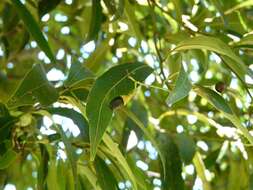 Image of Ocotea diospyrifolia (Meisn.) Mez