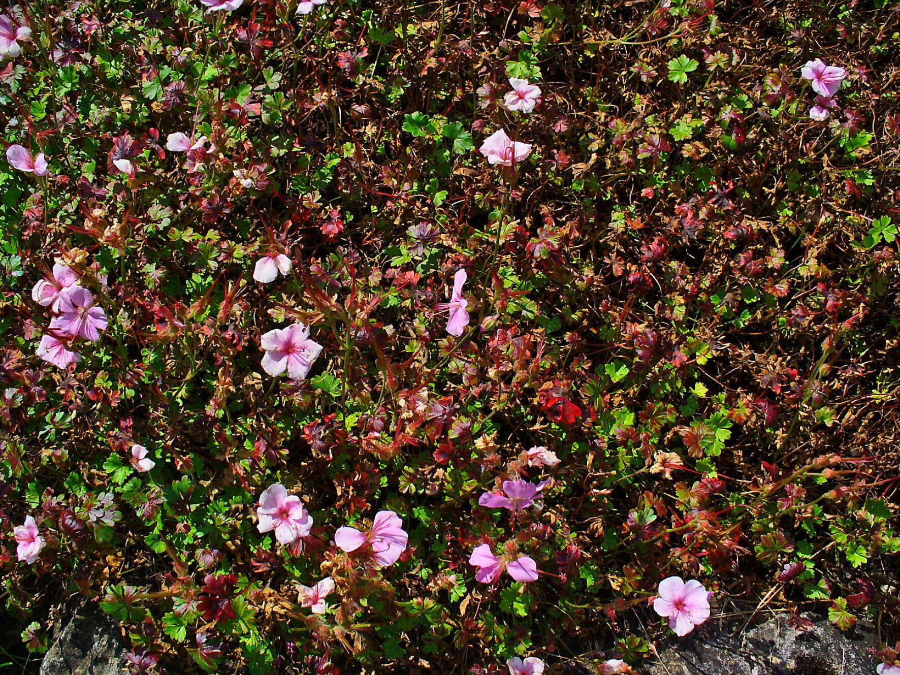 Image of Dalmatian Cranesbill