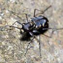 Image of Cicindela (Calomera) decemguttata Fabricius 1801