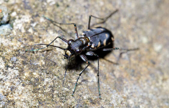 Image of Cicindela (Calomera) decemguttata Fabricius 1801