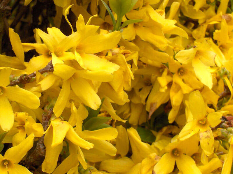 Image de Forsythia intermedia Zabel