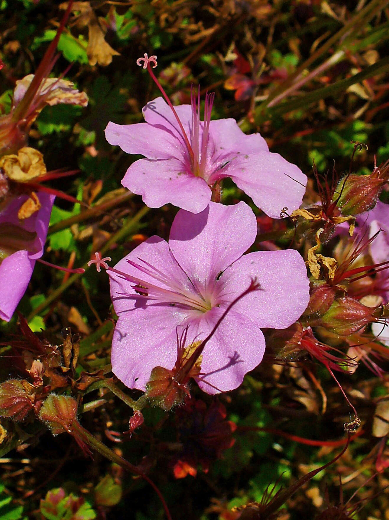 Image of Dalmatian Cranesbill